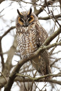 an owl sitting on top of a tree branch