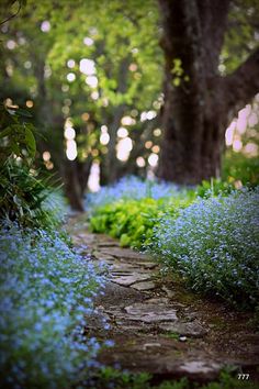 a stone path surrounded by blue flowers and greenery in the background is a large tree