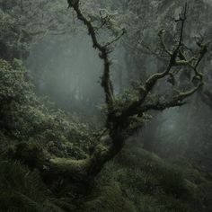 a tree in the middle of a forest with moss growing on it's branches