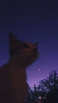 a blurry photo of a cat looking up at the sky