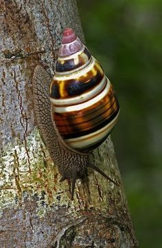 a snail is climbing up the side of a tree to get out of it's shell