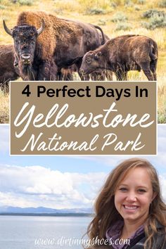 a woman standing in front of buffalos with text overlay that reads 4 perfect days in yellowstone national park