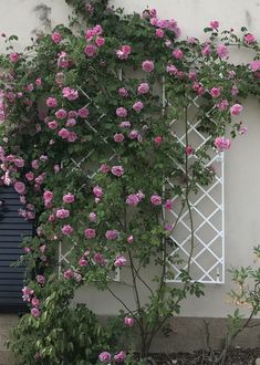 pink flowers growing on the side of a building