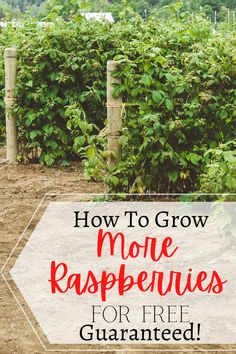 a garden with the words how to grow more raspberries for free guaranted