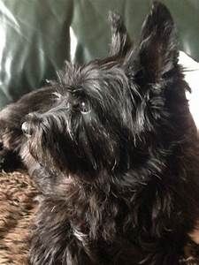 a small black dog laying on top of a couch