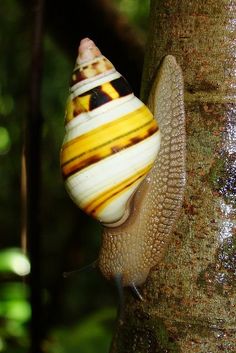 a snail is climbing up the side of a tree to eat something out of it's shell