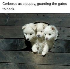 two white puppies are sitting in a wooden box with the caption cerberus as a puppy, guarding the gates to heck