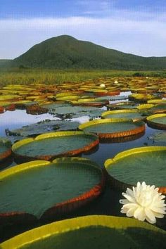 a white flower sitting on top of lily pads in the middle of a lake with mountains in the background