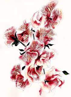 some pink flowers on a white background with watercolor paint and black ink in the middle