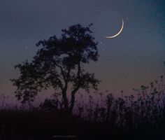 the moon is shining brightly in the sky above trees and grass at night with no clouds