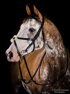 a brown and white horse wearing a bridle on it's head in the dark