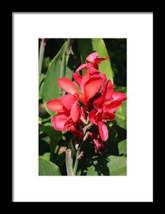 a red flower with green leaves in the background