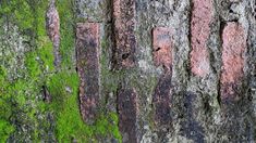 Old brick wall construction covered with green moss stock photo Old Brick Wall, Old Bricks, Brick Wall, Photo Image, Stock Photos, Green, Wall