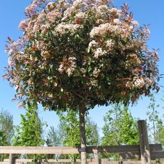 a tree with lots of flowers on it in front of a fence and some trees