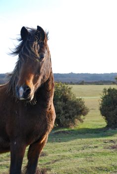 a brown horse standing on top of a lush green field next to bushes and trees