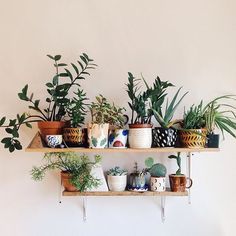 several potted plants are arranged on two wooden shelves