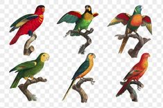 colorful parrots sitting on the branch of a tree, with different colors and sizes