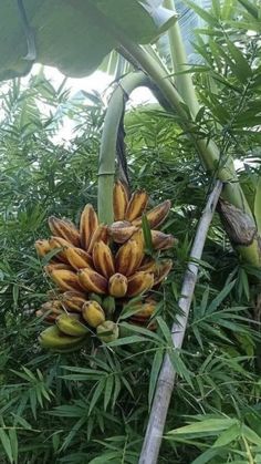 a bunch of bananas that are hanging from a banana tree in the jungle, with leaves around them