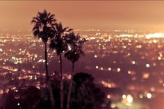 an image of the city lights and palm trees