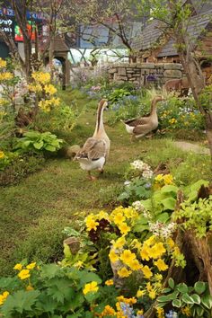 two geese are walking in the grass near flowers