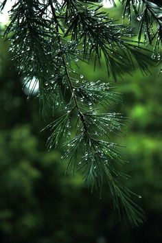 pine needles with water droplets on them in front of green leaves and trees behind it