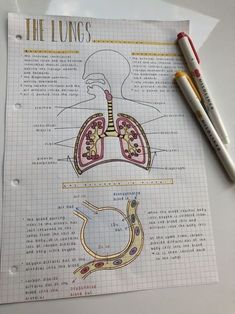 the lungs are labeled on a piece of paper next to two markers and a pen