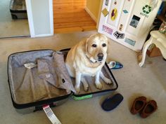 a dog sitting in an open suitcase on the floor next to shoes and slippers