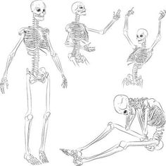 the human skeleton is shown in three different positions, including one sitting and one standing