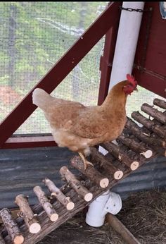 a chicken standing on top of a wooden ladder