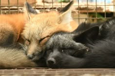 two foxes sleeping next to each other in a cage