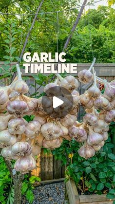 garlic hanging from a trellis with the words garlic timeline in front of it