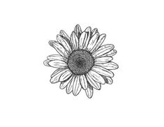 a black and white drawing of a sunflower