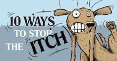 an image of a cartoon dog with the caption 9 ways to stop the tich