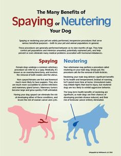 the many benefits of spaying or neutering your dog infographical poster