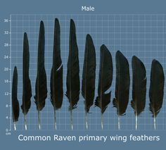 a graph shows the number of feathers that have been placed on each side of the line