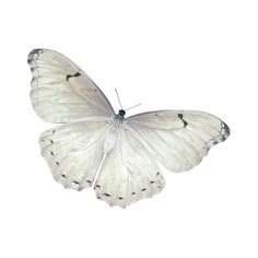 a white butterfly flying through the air