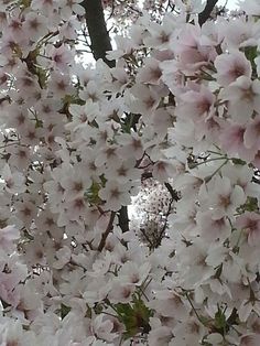 white flowers are blooming on the branches of trees