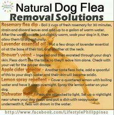 a poster with instructions on how to use natural dog flea removal solution for dogs and cats