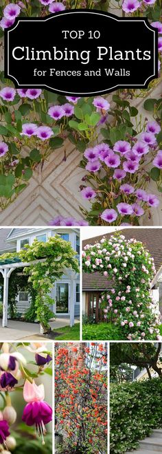 the top 10 climbing plants for fences and walls with pictures of flowers in front of them