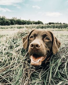 a brown dog laying in the grass with its mouth open