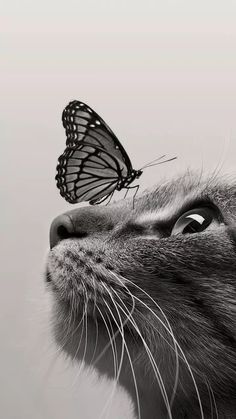 a black and white photo of a cat with a butterfly on it's nose