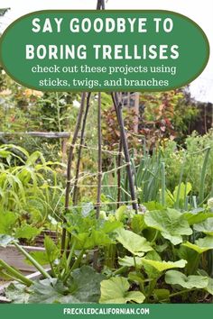 a garden filled with lots of plants next to a sign that says, say goodbye to boring