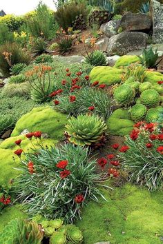 green plants and red flowers are growing on the rocks in this garden, surrounded by moss