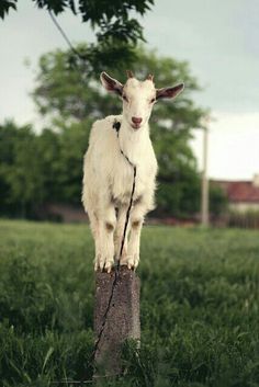 a white goat standing on top of a wooden post