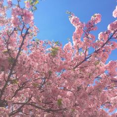 pink flowers are blooming on the branches of trees in front of a blue sky