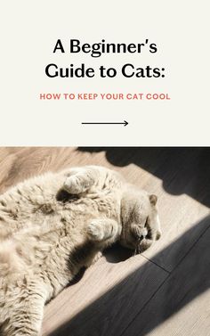 a cat laying on its back with the caption, a beginner's guide to cats how to keep your cat cool