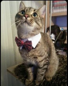 a cat wearing a bow tie sitting on top of a table