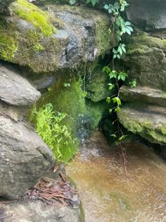 a small stream running between two large rocks in the woods with green plants growing out of it