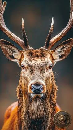 a close up of a deer with antlers on it's head