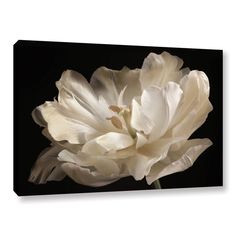 a white flower on a black background with its petals still attached to the back of it